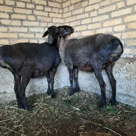 Gisar goyun