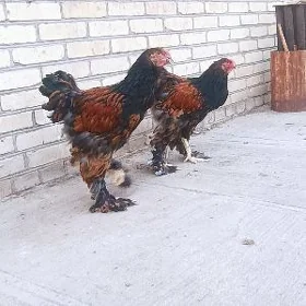 brama