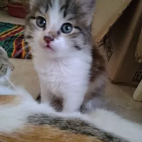 отдам в добрые руки котика