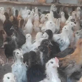 Towuk Ĵüje