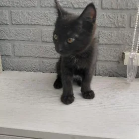 котёнок
