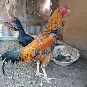 dekan