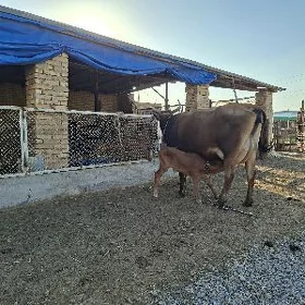 göleli sygyr