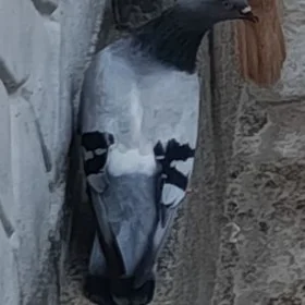 kepderi