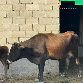 Bogaz sygyr