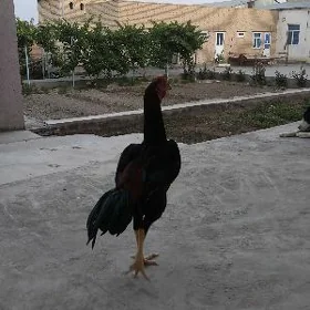 bayso horaz