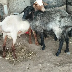 işşek tokly goýun