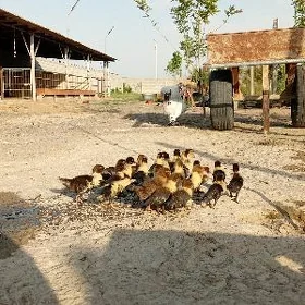 İndautka juje lotka paroda 