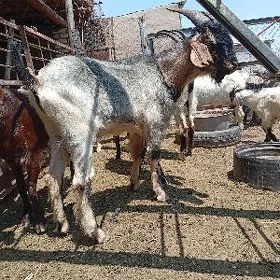 Pakistan teke höwür gaty gowy