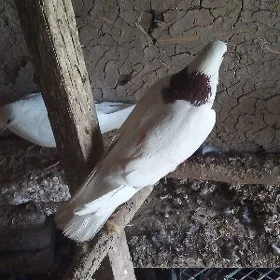 kepderi