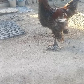 brama