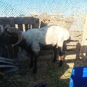 goç