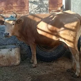 Goleli sygyr