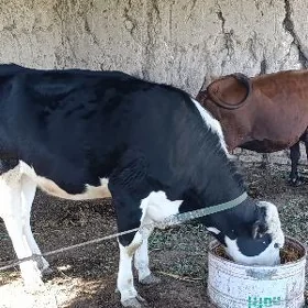 Golişteyin mal birinji garnyna