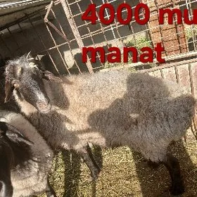 Goýun