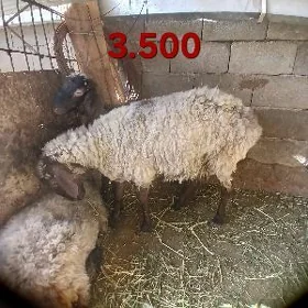 Işşek