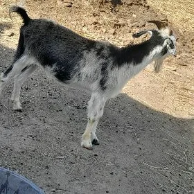 Goyun geci