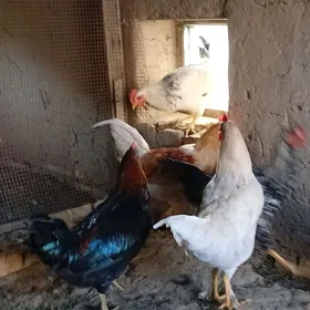 7 aylyk horazlar