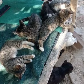 pişik