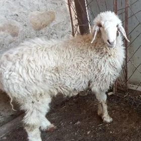 semiz işşek