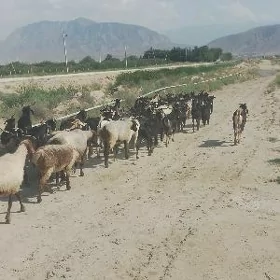 erkeç dog geçi