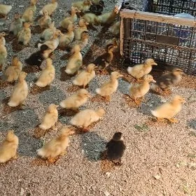 ördek jüyje 10 günlük