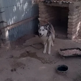 сибирский авчарка