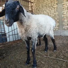 Goyun işşek
