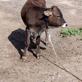 ÖKÜZ ŞWES TOHUM ARASSA