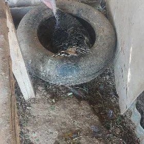 kürk induk