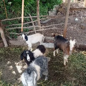 serkeler ve geçi