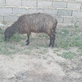 goyun garaköl