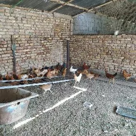 Towuk. juyje