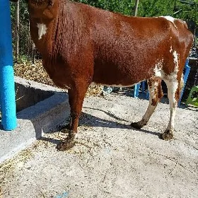 goleli sygyr