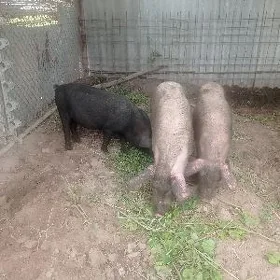 Doňuz