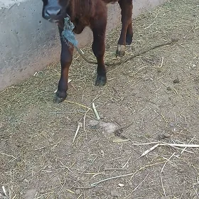 окузча