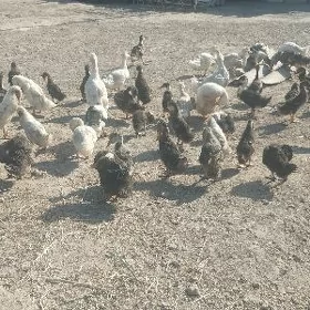 Ördekler