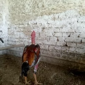 horaz