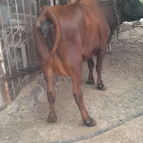 goleli sygyr