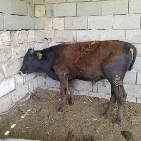öküz
