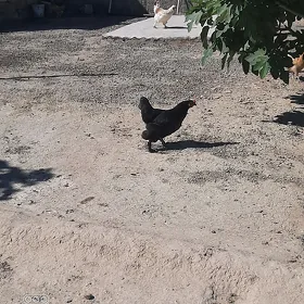 towuklar balgar