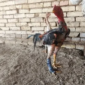 horoz