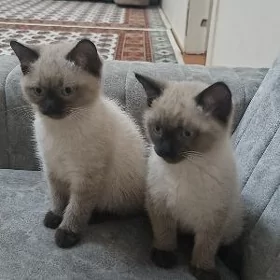 Котята сиамки породные