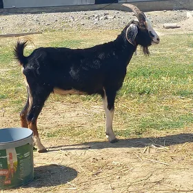 Dog erkeç
