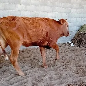 bogaz tuwe