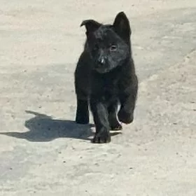 awçarka erkek