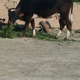 Sygyr