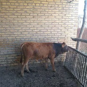 şiwes okuzce