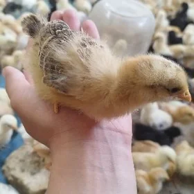 juje