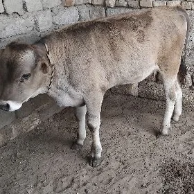 ȘWES OKÜZ ARASSA